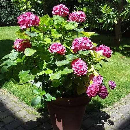 فندق مبيت وإفطار La Magnolia *